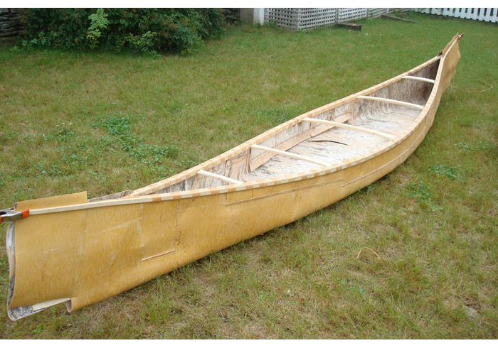 The bark shell before ribbing