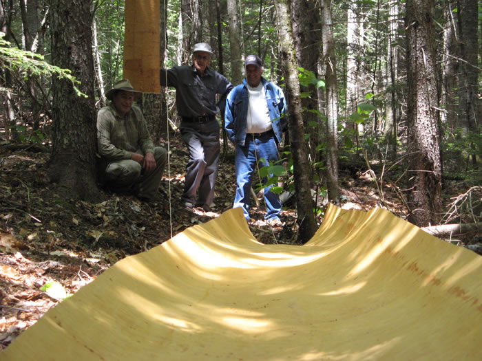 Canoe bark